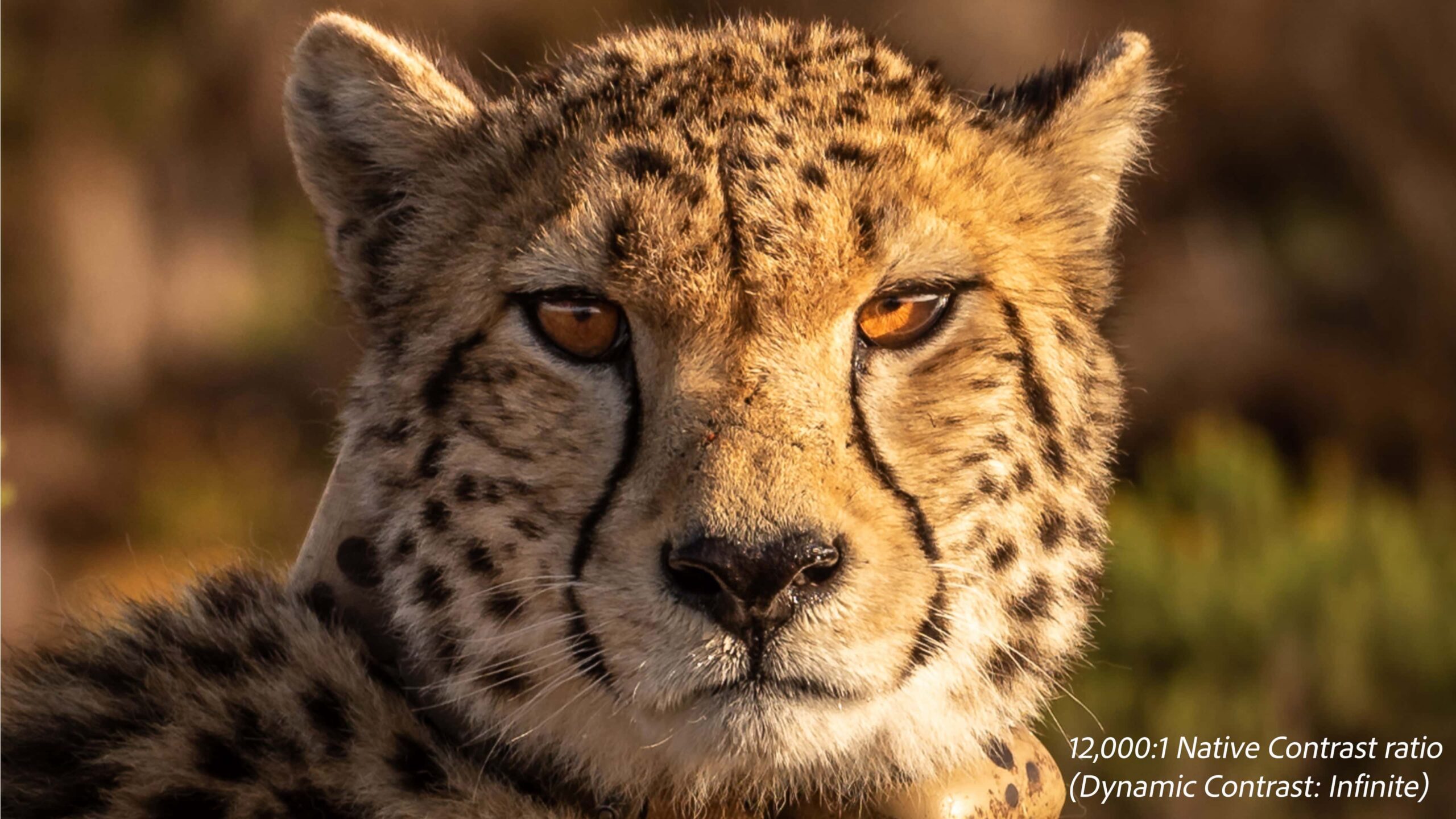 SeeThruDisplaysCheetah_After_Image_Mobile