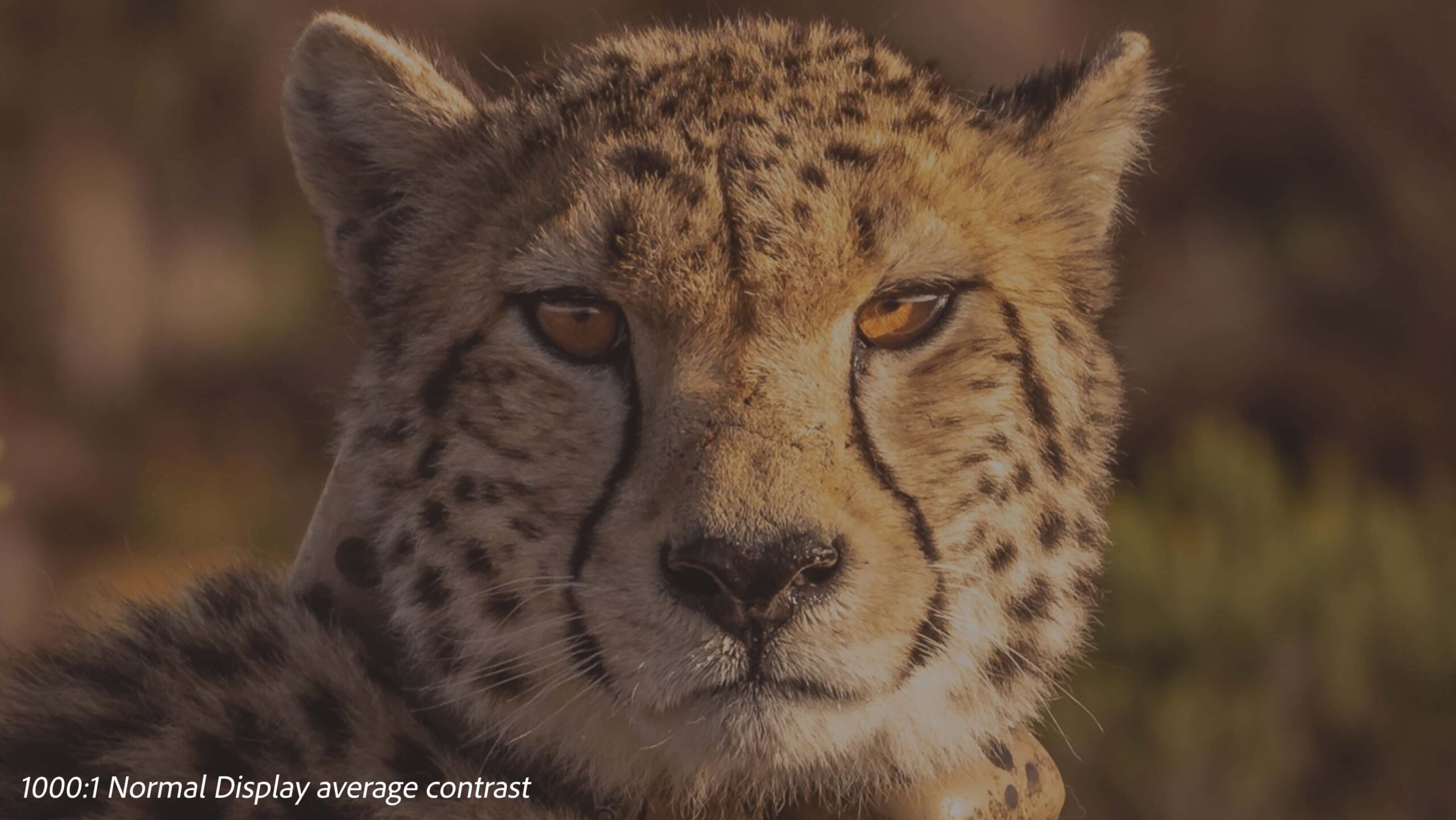 SeeThruDisplaysCheetah_Before_Image